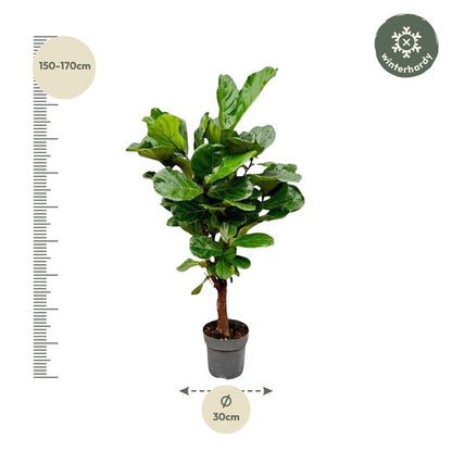 Ficus Lyrata vertakt - 160cm - ø24