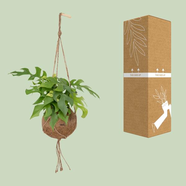 Kokodama Monstera Minima Hang - Ø15cm - ↕25cm