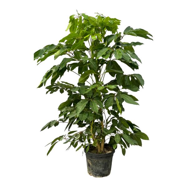 Schefflera Amate XXL - 220 cm - Ø48cm