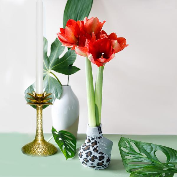 No Water Flowers® (wax amaryllis) | Fashionz Animal Mix (3 pack) + Red flower