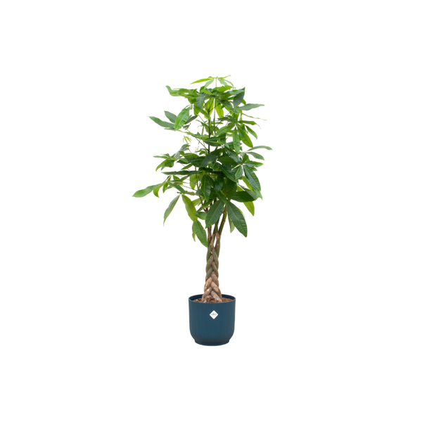 Pachira Aquatica inclusief Elho Pot - 160cm - Ø30