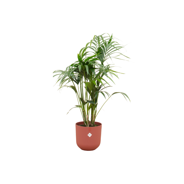 Kentia palm inclusief elho Jazz Round Pot Ø26 - 130cm-160cm