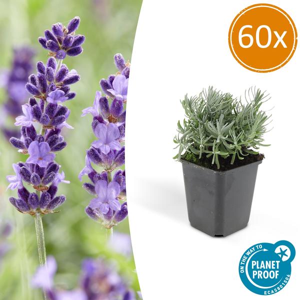 Lavandula 'Hidcote' - ↕10-25cm - Ø9cm - Lavendel - Tuinplanten