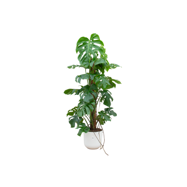 Combi deal - Monstera Pertusum XL inclusief elho Jazz Round in div kleuren Ø26 - 120 cm