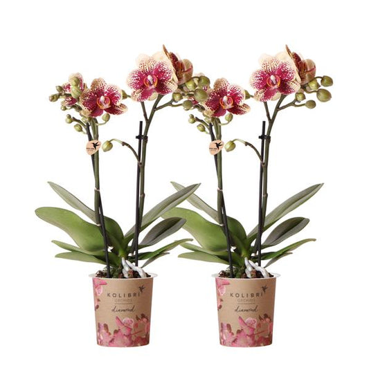 Kolibri Orchids | COMBI DEAL van 2 geel rode phalaenopsis orchideeën - Spain - potmaat Ø9cm | bloeiende kamerplant - vers van de kweker