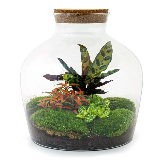 DIY terrarium - Fat Joe Rood - ↕ 30 cm - Normal