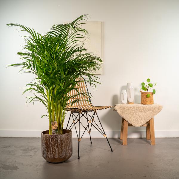 Areca palm met pot - ↨130cm - Ø24cm Luchtzuiverende Kamerplant - Diervriendelijke Plant