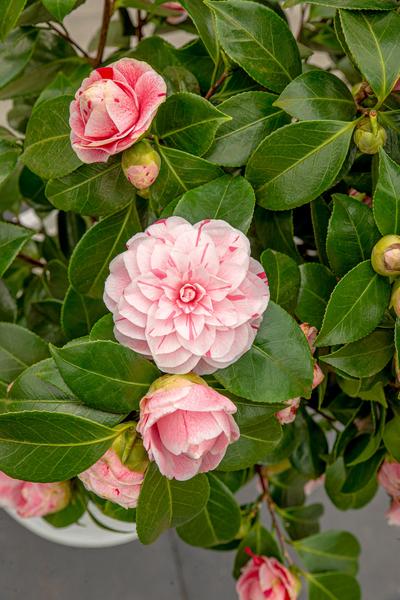 Camellia japonica Bonomiana - Ø29cm - ↕90cm - Ø19 - ↨65cm