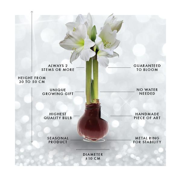 No Water Flowers® (wax amaryllis) | Naturalz Botanical Mix (3 pack) + White flower