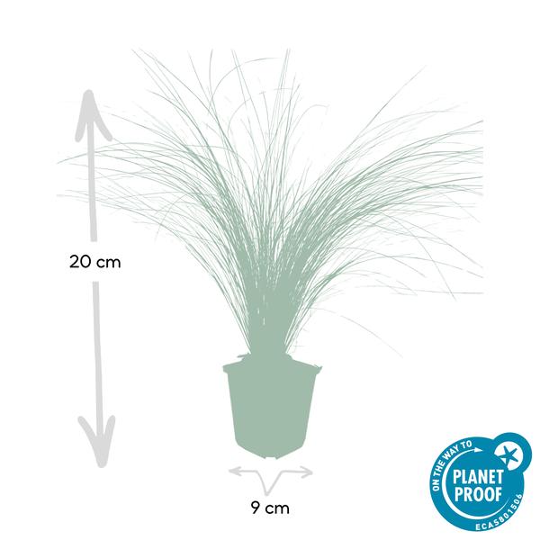 Stipa tenuissima 'Ponytails' - ↕10-25cm - Ø9cm - Siergras- Tuinplanten