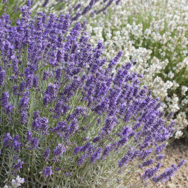 Lavandula 'Hidcote' - ↕10-25cm - Ø9cm - Lavendel - Tuinplanten