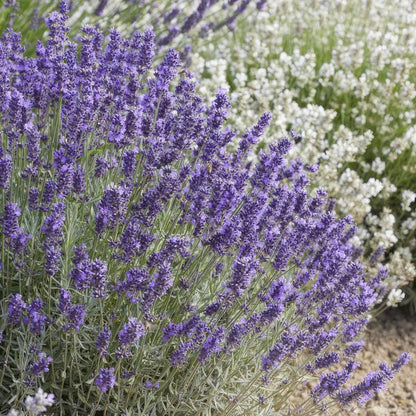 Lavandula 'Hidcote' - ↕10-25cm - Ø9cm - Lavendel - Tuinplanten