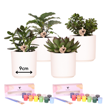 Kolibri Creatives | Verfpakket voor het schilderen van bloempotten + succulenten | voor minimaal 4 personen | Creatieve visionair