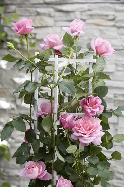 3x - Rosa Crazy in love 'Pink' - ↨65cm - Ø15