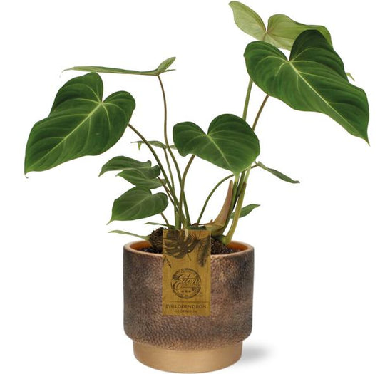 Philodendron Gloriosum - Ø15cm - ↕40cm + Merel Pot D16x14cm - Goud