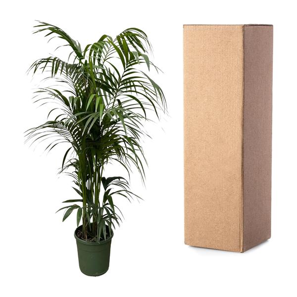 Kentia palm - 230 cm