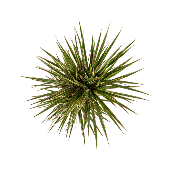 Dracaena Marginata Bicolor Ø17cm - ↕60cm