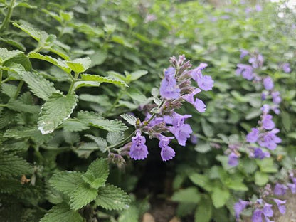 Nepeta 'Walker's Low' - ↕10-25cm - Ø9cm