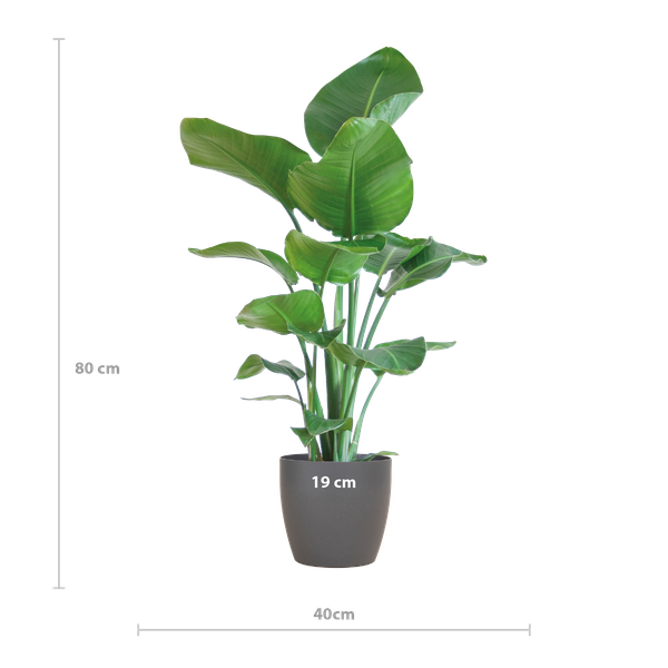 Strelitzia Nicolai met Viber pot - 80cm - Ø21 Groene Kamerplant - Luchtzuiverende Plant