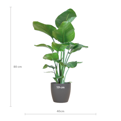 Strelitzia Nicolai met Viber pot - 80cm - Ø21 Groene Kamerplant - Luchtzuiverende Plant