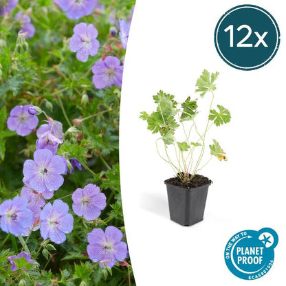 Geranium Rozanne - ↕10-25cm - Ø9cm - Tuinplanten