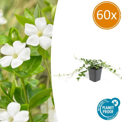 Vinca minor 'Alba' - ↕10-25cm - Ø9cm