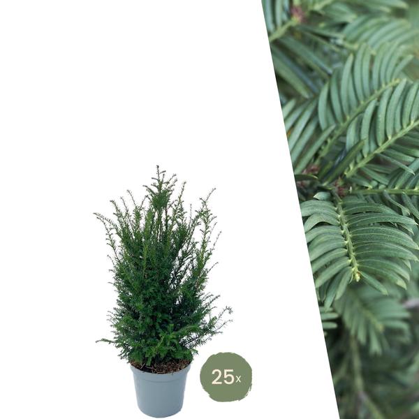 Grote taxus planten voor 10 strekkende meter haag | - 12L - 25 x | ↨ 80-100 cm