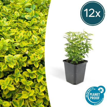 Euonymus fort. 'Emerald 'n Gold’ - ↕10-25cm - Ø9cm