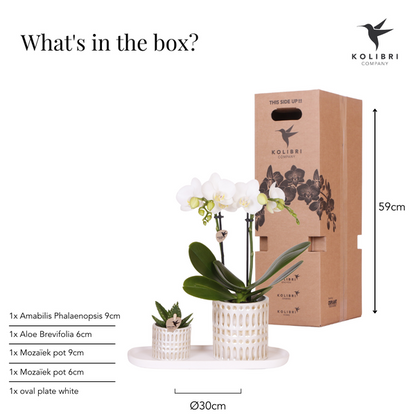 Kolibri Company | Plantenset Le Chic small | Witte Phalaenopsis Orchidee Amabilis  en Succulent incl. keramieken sierpotten op crème organisch dienblad