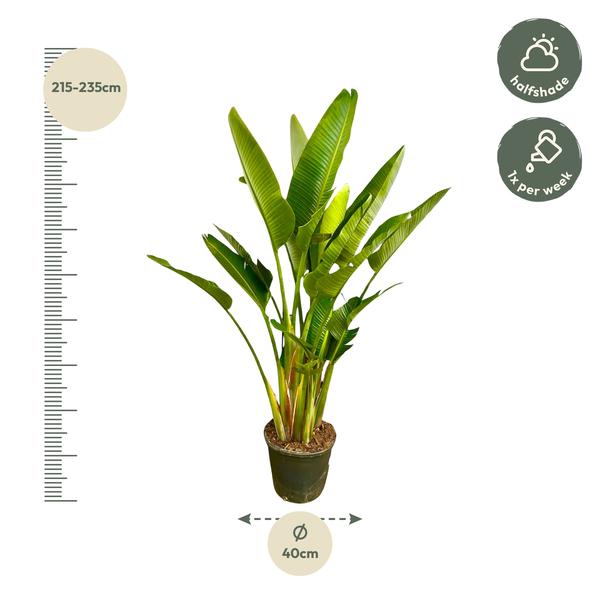 Strelitzia Augusta multi stam XXL - 225 cm - ø40