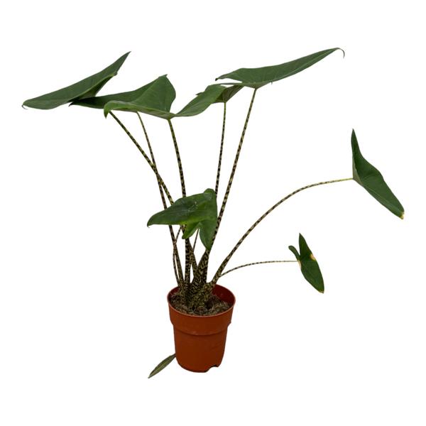 Alocasia Zebrina - 100 cm - Ø21cm