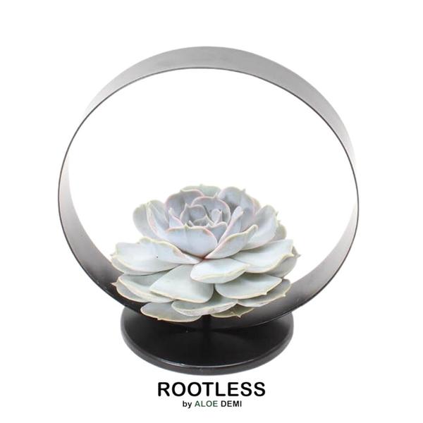 ROOTLESS Succulent Echeveria Lilacina op Deco tafelstandaard Ø20 cm - ↕20 cm