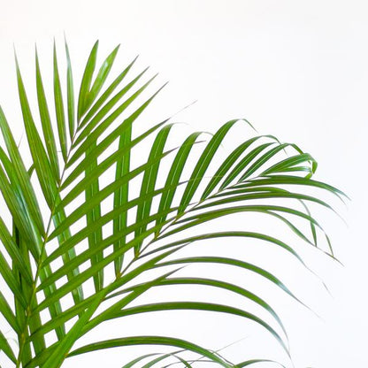 Areca Palm (Dypsis) met Viber Pot - 100cm - Ø21 - Luchtzuiverende Kamerplant - Diervriendelijke Plant