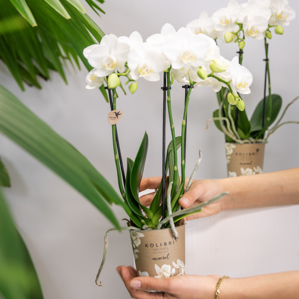 Kolibri Orchids | COMBI DEAL van 2 witte Phalaenopsis orchideeën - Amabilis - potmaat Ø9cm | bloeiende kamerplant - vers van de kweker