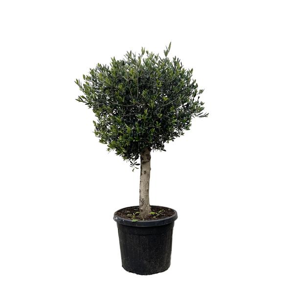 Olea Europaea Lorc - 180cm- Ø50 - Olijfboom