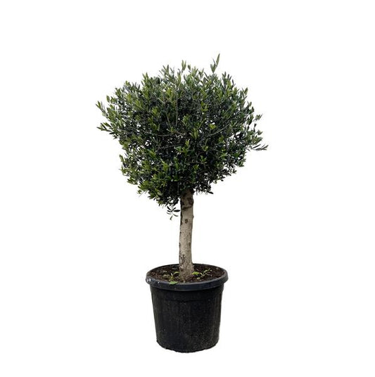 Olea Europaea Lorc - 180cm- Ø50 - Olijfboom