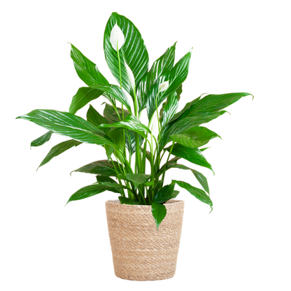 Spathiphyllum (Lepelplant) met Mand - 80cm - Ø21