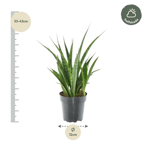 Sansevieria kirkii 'Friends' - 38 cm - ø12