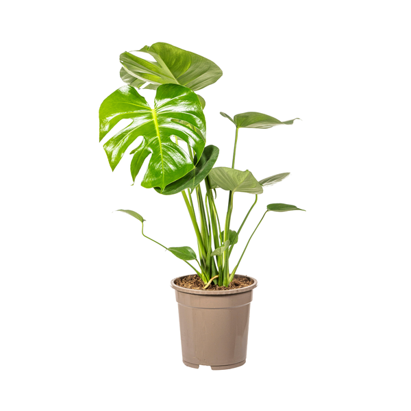 Monstera Deliciosa Tauerii Ø19cm - ↕80cm