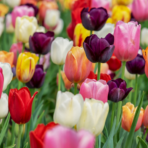 Tulpenbollen mix bundel 15 Zakjes van 20 Stuks