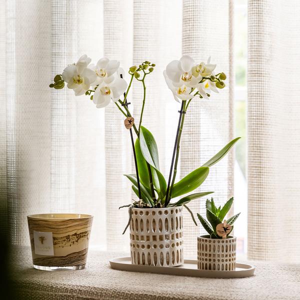 Kolibri Company | Plantenset Le Chic small | Witte Phalaenopsis Orchidee Amabilis  en Succulent incl. keramieken sierpotten op crème organisch dienblad