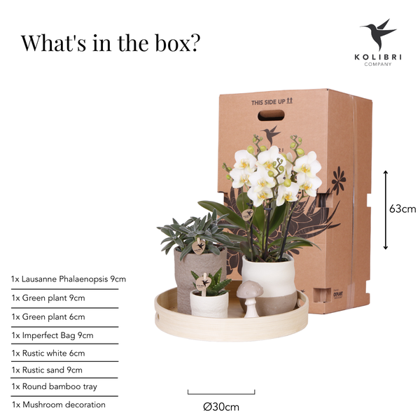 Kolibri Company | Plantenset Slow Living | Witte Phalaenopsis Orchidee Lausanne en Succulenten incl. keramieken sierpotten