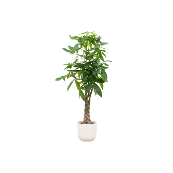 Pachira Aquatica inclusief Elho Pot - 160cm - Ø30