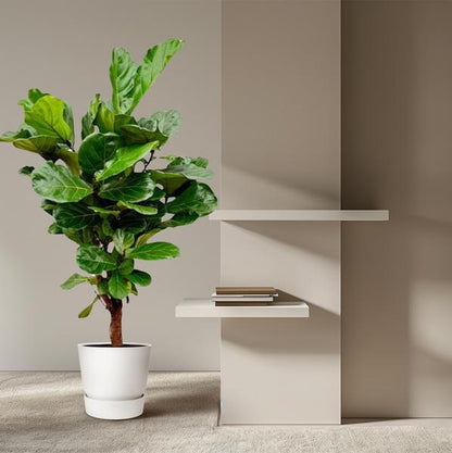 Ficus Lyrata vertakt - 160cm - ø24