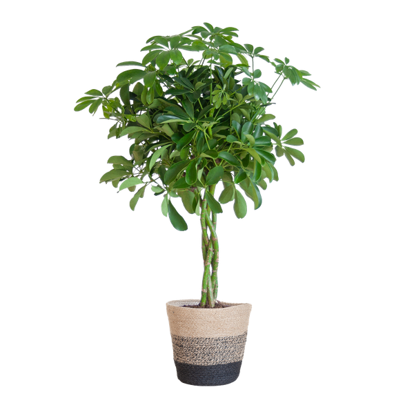 Schefflera Arab Nora Keuze uit pot of mand   - 70cm - Ø21 (vingerplant)