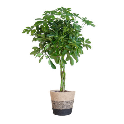 Schefflera Arab Nora Keuze uit pot of mand   - 70cm - Ø21 (vingerplant)