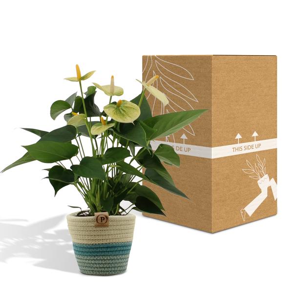 Anthurium andreanum Vanilla incl. PURE mand - 45cm - Ø12