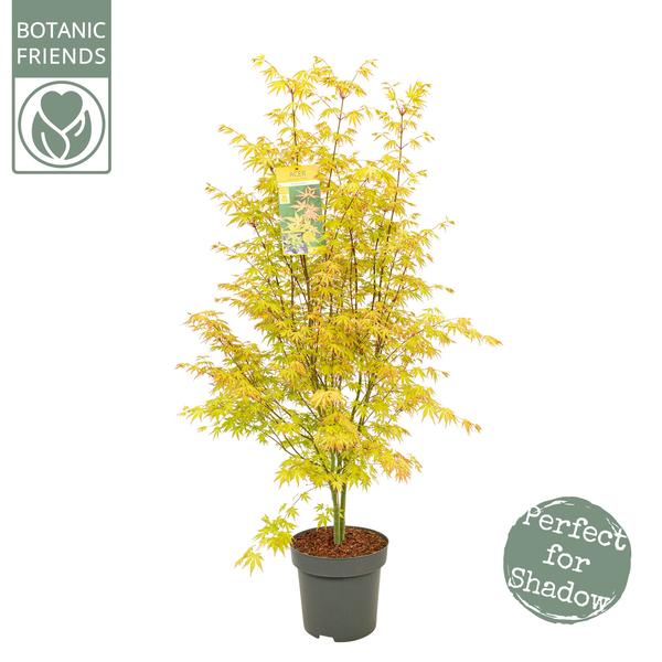 Acer Palm. 'Orange Dream' - Ø34cm - ↕145cm