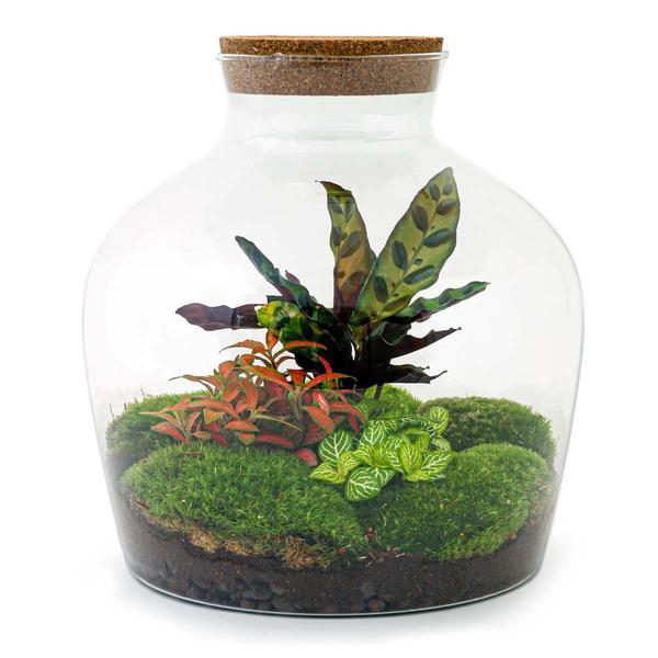 DIY terrarium - Fat Joe Rood - ↕ 30 cm - Rake + Shovel + Tweezer + Scissors