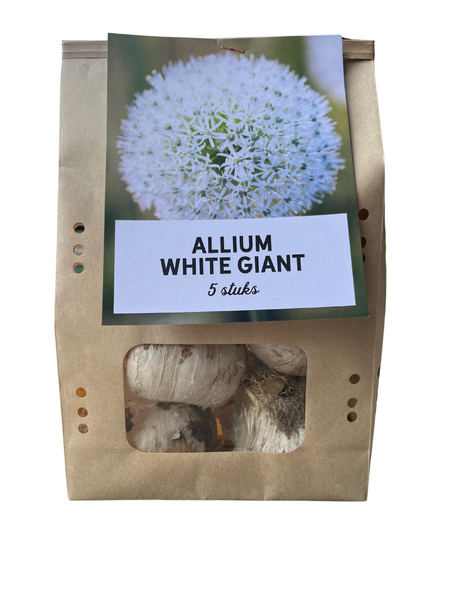 White Giant - Allium bollen 5 stuks